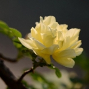 月季花头像图片大全，月季花微信头像图片