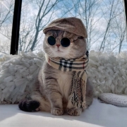 帅气猫咪头像高清，猫咪头像酷