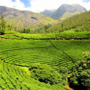 微信头像风景茶树，适合做头像的茶叶图片