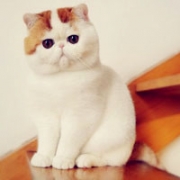 加菲猫图片真猫头像，正宗加菲猫照片