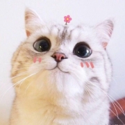 猫咪头像图片微信头像，猫咪头像ins高级质感