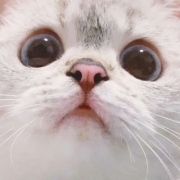2024最火猫咪控头像，可爱猫咪图片